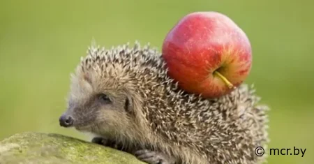 Заготовительная деятельность